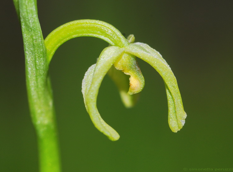 Lusus di Ophrys